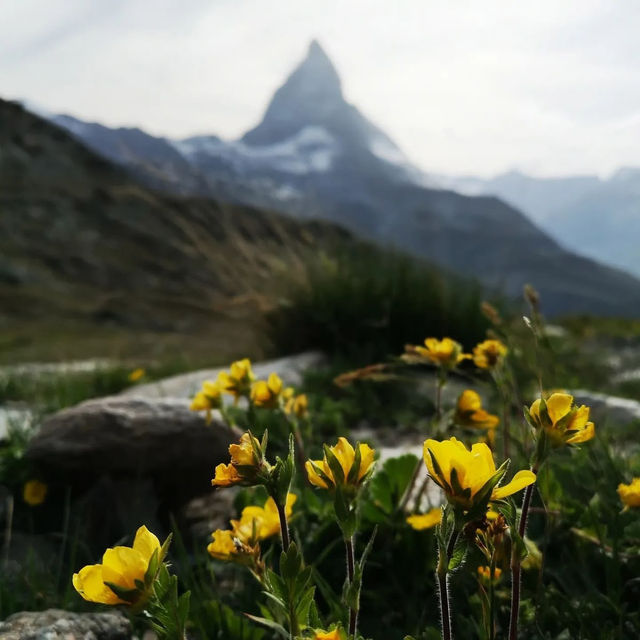 🏔️✨ Summer Weekend at the Matterhorn: Alpine Majesty & Adventure 