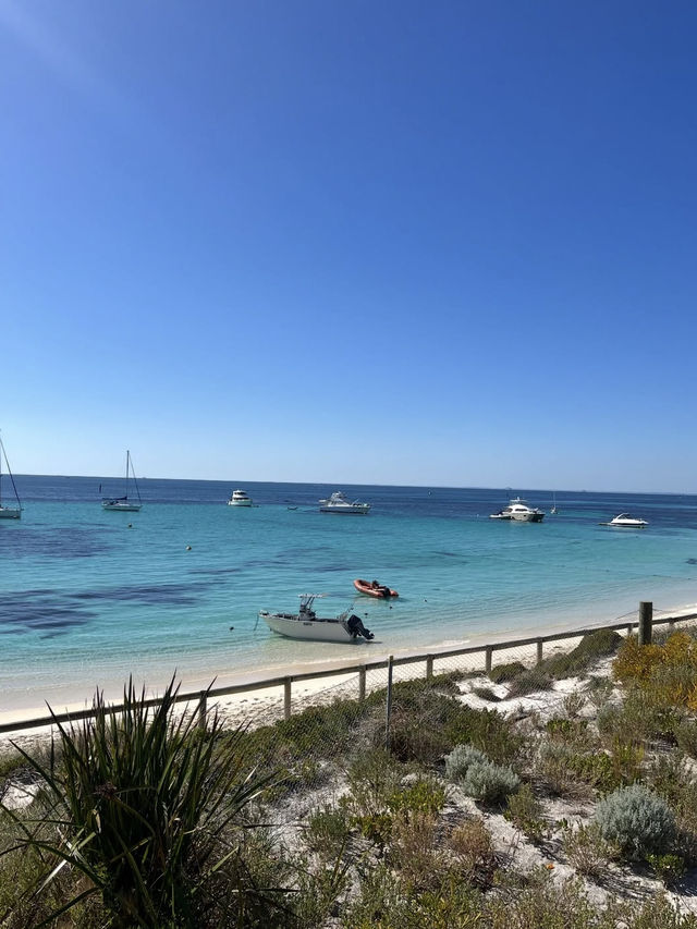 🌟【ロットネスト島（Rottnest Island）】ワールド最高の笑顔と大自然が待つ島 