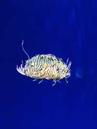 探索海底世界的美麗Xpark水族館