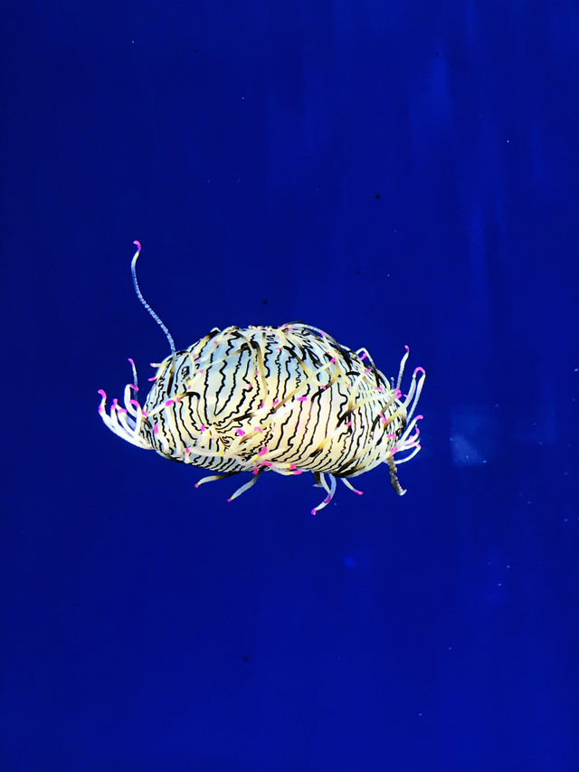 探索海底世界的美麗Xpark水族館