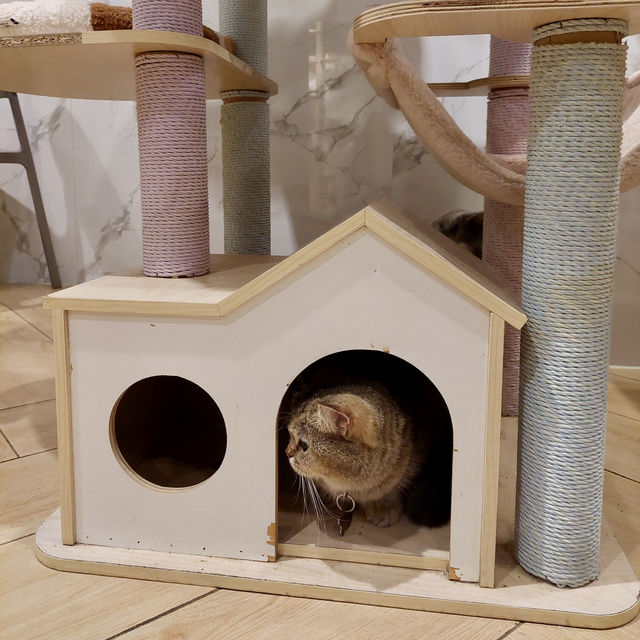 Urban Cafe：貓貓Cafe美食之旅 🐱