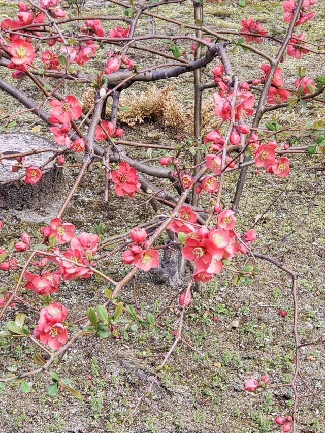 【三重】九華公園