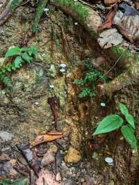 ⛰️ Bukit Kledang, Perak – Choose Your Trail, Choose Your Challenge!