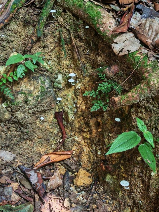 ⛰️ Bukit Kledang, Perak – Choose Your Trail, Choose Your Challenge!