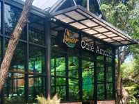 อเมซอนคาเฟ่ที่สวยเหมือนป่าจริง