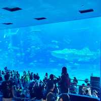 【️沖縄】 沖縄美ら海水族館🦭