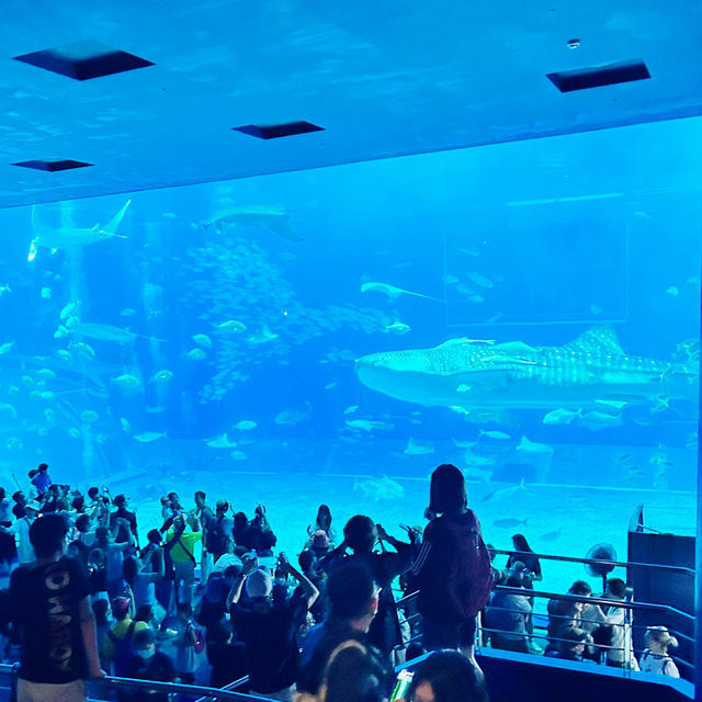 【️沖縄】 沖縄美ら海水族館🦭