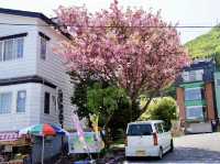 🏛️ Time Travel in Hakodate: Old Public Hall & Motomachi Park Stroll