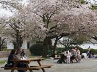 Odawara castle 