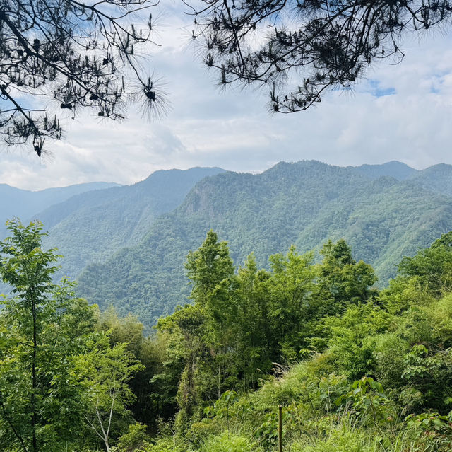 司馬庫斯-巨木群登山步道