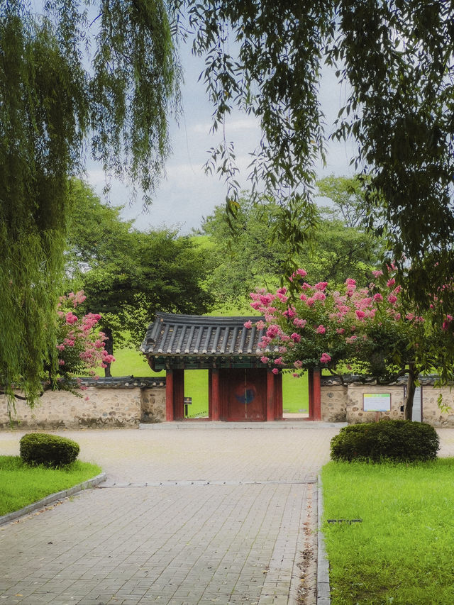 7월 경주 배롱나무 코스❤️