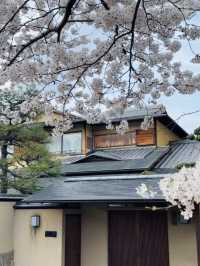 京都必去景點（七）哲學之道⛩️京都漫步  