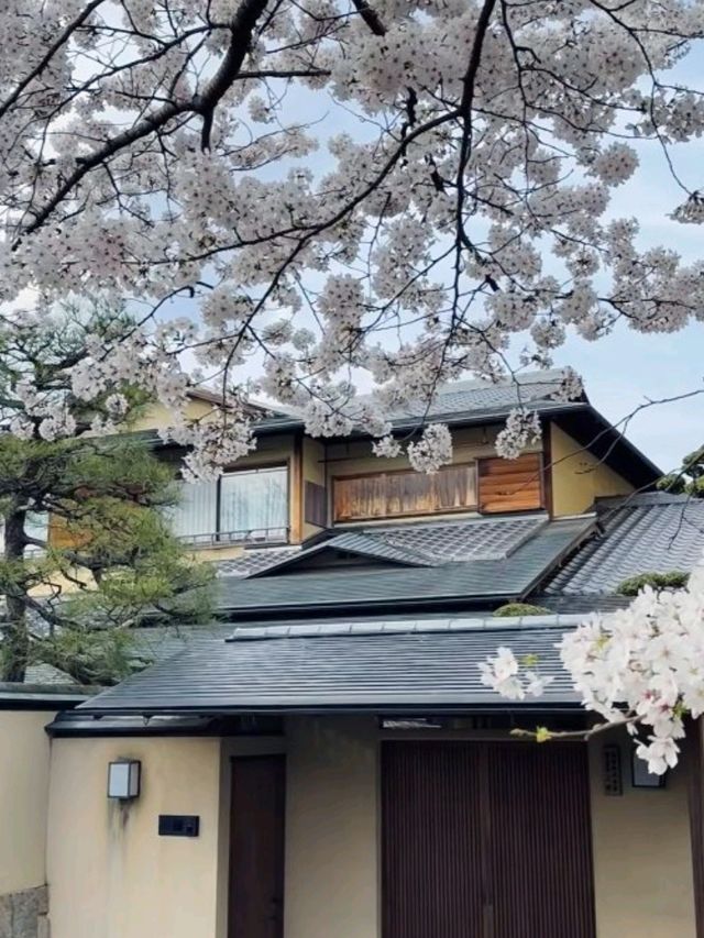 京都必去景點（七）哲學之道⛩️京都漫步  