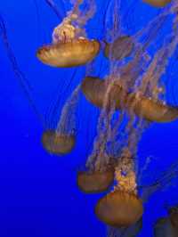 海底總動員取景靈感 | Monterey Bay Aquarium 蒙特雷灣水族館🐟