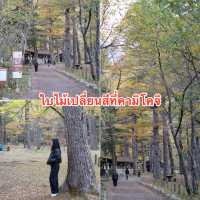 ชมใบไม้เปลี่ยนสีที่คามิโคจิ🍁🍃🍂🍁