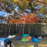 ชมใบไม้เปลี่ยนสีที่คามิโคจิ🍁🍃🍂🍁