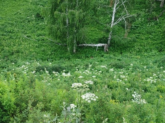 Hemu: A Serene Painting of Verdant Valleys