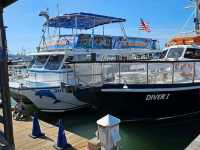 South Padre Island Dolphin Watch