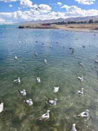 Qinghai Lake Wonders: Nature, Culture, and Serenity