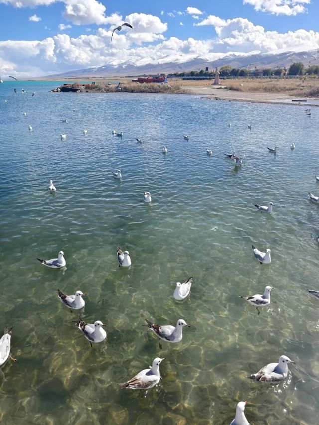 Qinghai Lake Wonders: Nature, Culture, and Serenity