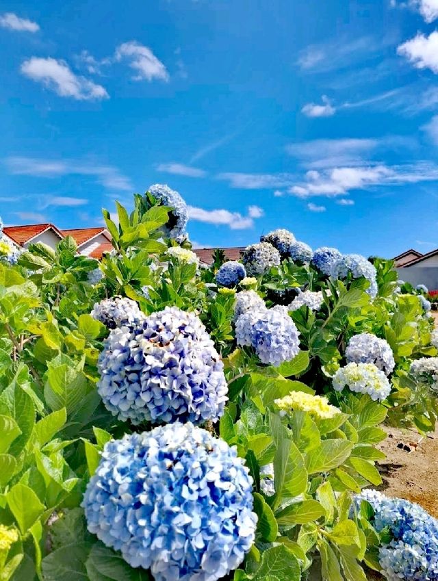 萬清花村