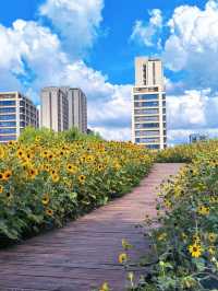 Hidden Sunflower Paradise in Shanghai | Cartoon-Style Bloom at Taopu Central Greenbelt 🌻📸