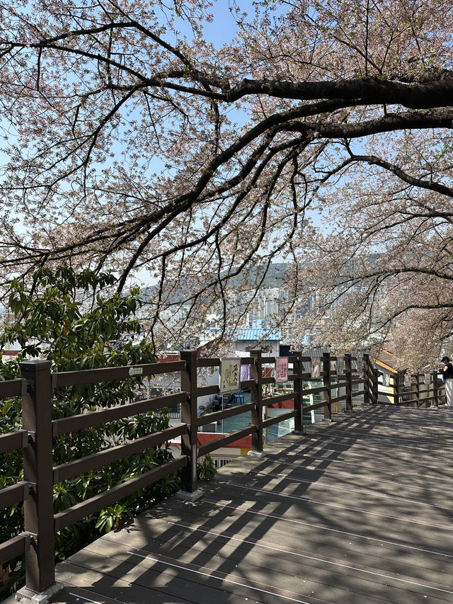 Deokcheon Cherry Blossom Road – อุโมงค์ซากุระ 🌸