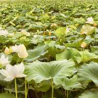 🌸✨ *Hoesan White Lotus Pond (회산 백련지): A Dreamy Sea of Sacred Blossoms* 🏞️💮