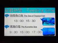 黑潮水槽震撼人心的海洋體驗/沖繩美麗海水族館