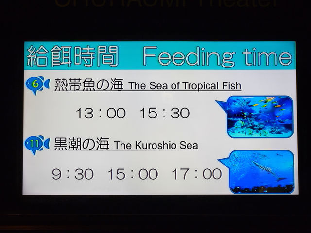 黑潮水槽震撼人心的海洋體驗/沖繩美麗海水族館
