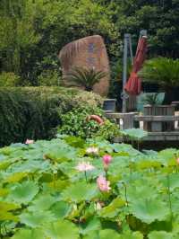 Where Summer Dances on Lotus Pads – West Lake’s Fragrant Aquatic Ballet"