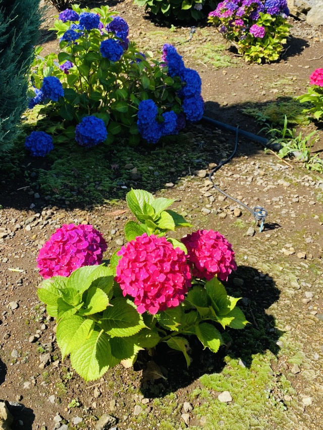 Pet-Friendly Paradise for Flower Lovers