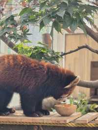 귀여움 한가득 에버랜드 뿌시기🎡