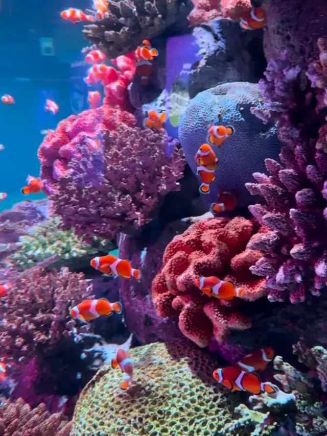 SEA LIFE Bangkok – Dive into the underwater world