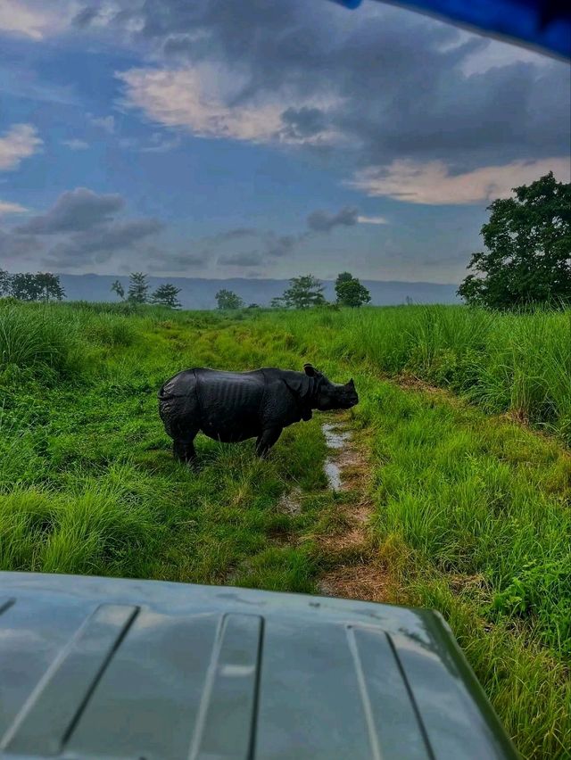 🌿 Chitwan National Park – Where Wilderness Comes Alive 🐘