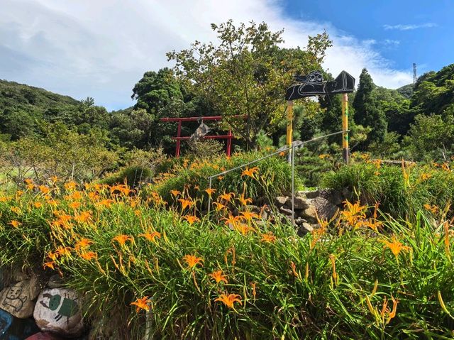 竹子湖故鄉金針花農園