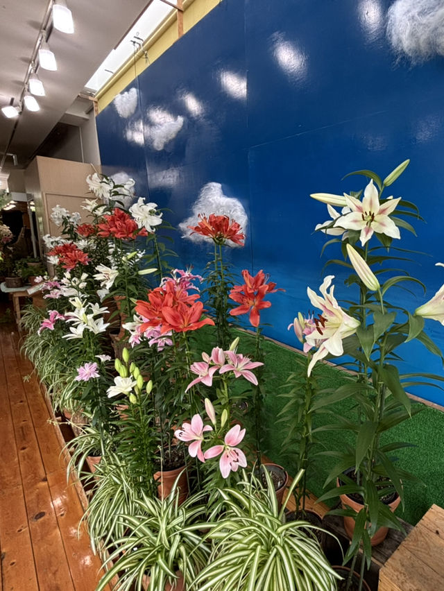 鳥取花迴廊🌸 大山腳下的夢幻花園
