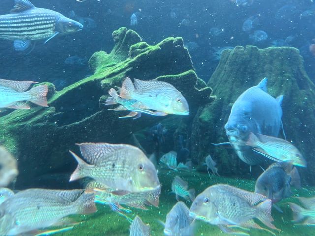 台北親子游必看動物園攻略✨台中市動物園