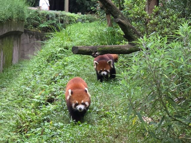 แพนด้า 🐼....เฉิงตู