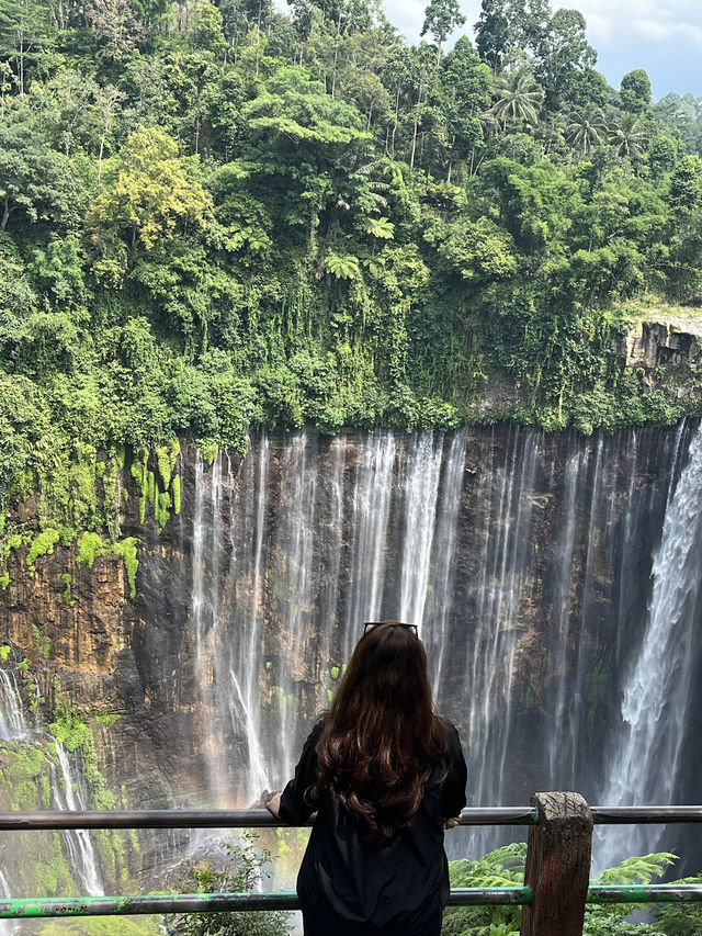 Jungle Escape🌿