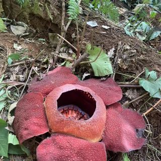 로징 고원에서 거대한 라플레시아를 만나다