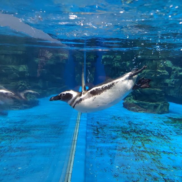 桃園親子室內景點--X park 桃園水族館 桃園親子室內景點--X park 桃園水族館