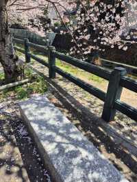 🌸 ซากุระ Dazaifu – ความน่ารักแบบญี่ปุ่นแท้ๆ