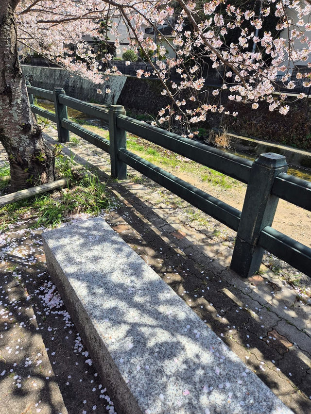 🌸 ซากุระ Dazaifu – ความน่ารักแบบญี่ปุ่นแท้ๆ