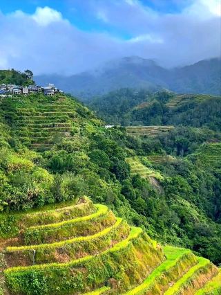 The Living Stairways of Ifugao Rice Terraces