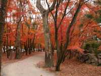 가을 단풍이 예쁜 경주 불국사 여행 🍁