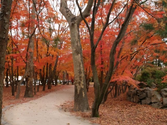 가을 단풍이 예쁜 경주 불국사 여행 🍁