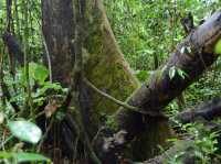 Danum Valley Conservation Area - Malaysia 