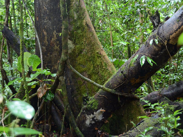 Danum Valley Conservation Area - Malaysia 