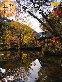 【旅行前に見て】観光攻略付‼️藤の花だけじゃない!💜🍁✨古刹を彩る美しい紅葉の庭園を楽しむ静寂の旅へ🙏